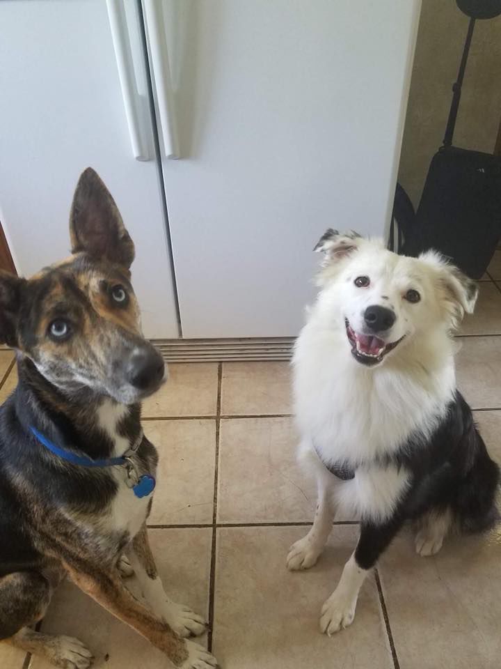 Oreo and Whiskey